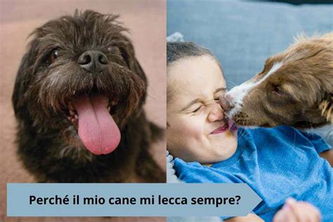 perché il mio cane mi lecca sempre le mani|cane bacia l'altro.